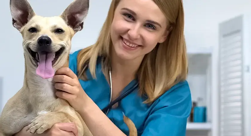 Czy weterynarz to doktor? Prawda o tytułach i kwalifikacjach