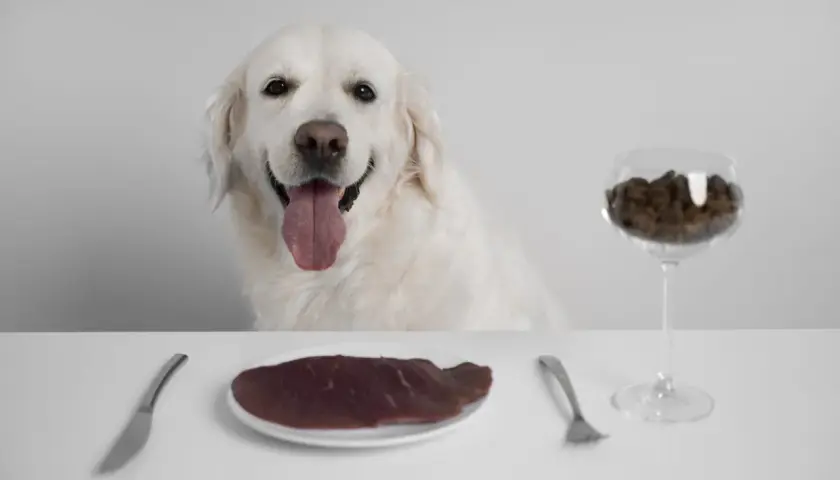 Uśmiechnięty golden retriever czeka na posiłek. Na stole talerz z surowym mięsem i kieliszek z karmą, symbolizujące wybór między dietą barf dla psa a tradycyjnym żywieniem.