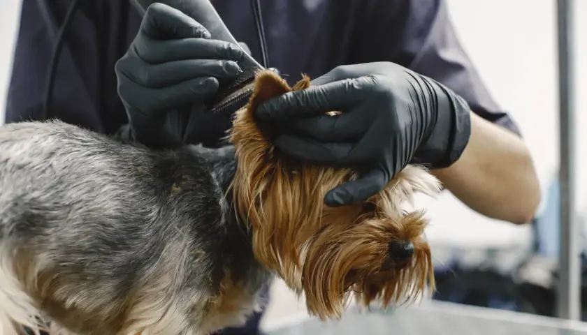 Groomer w czarnych rękawiczkach delikatnie przycina sierść yorka, który ma widoczny łupież u psa.