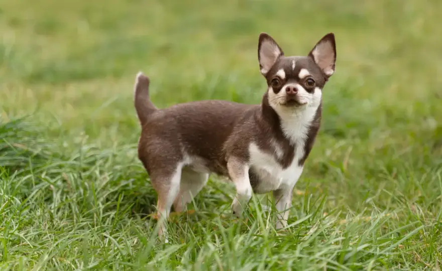 Chihuahua krótkowłosa - Mały pies, duże potrzeby? Sprawdź jak dbać