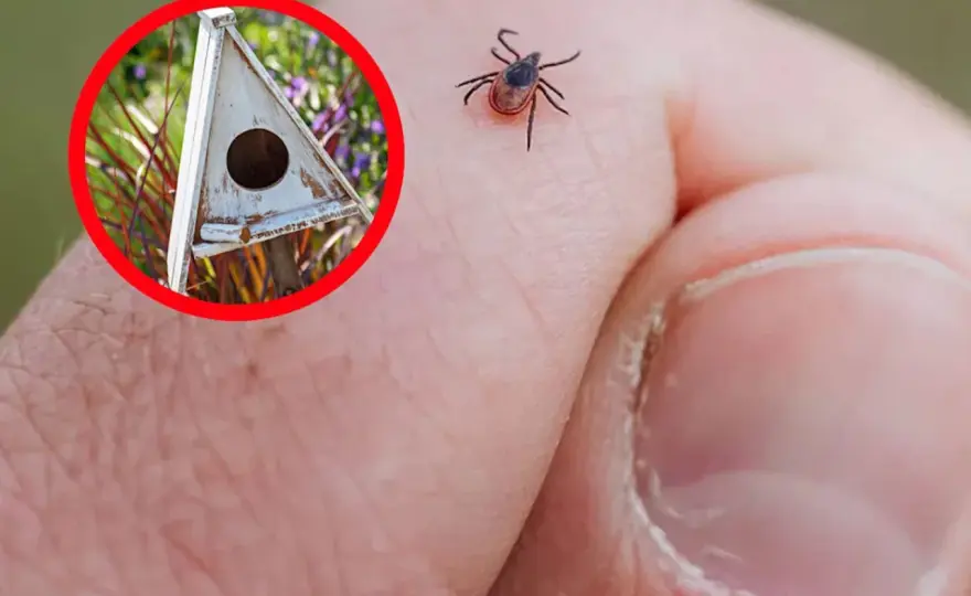 Kto zjada kleszcze? Odkryj naturalnych wrogów tych pasożytów