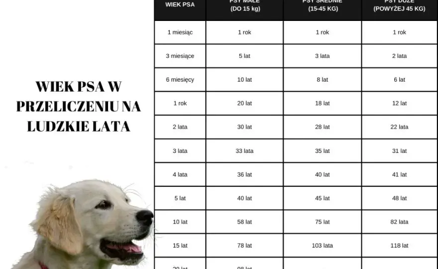 Ile waży golden retriever - Czy Twój pies ma prawidłową wagę?