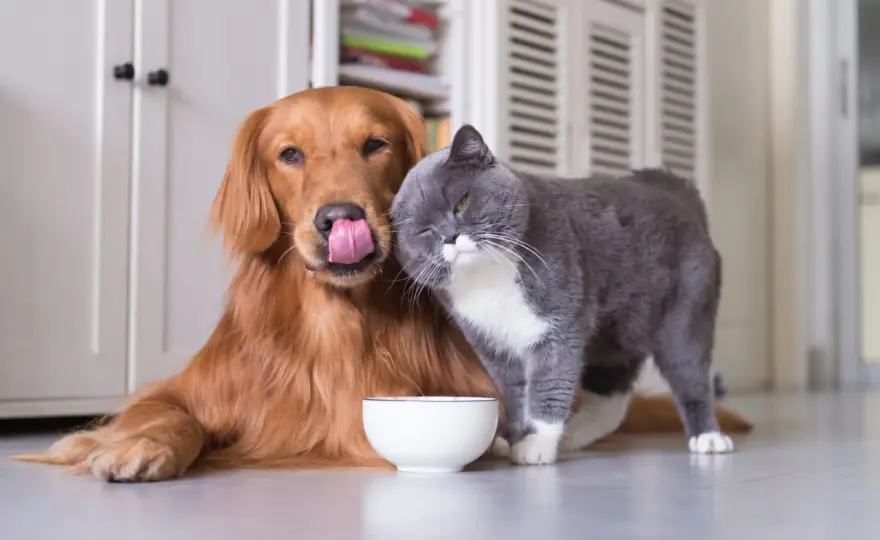 PetBIOM dla psa i kota - Kiedy pomaga i jak go dawkować?