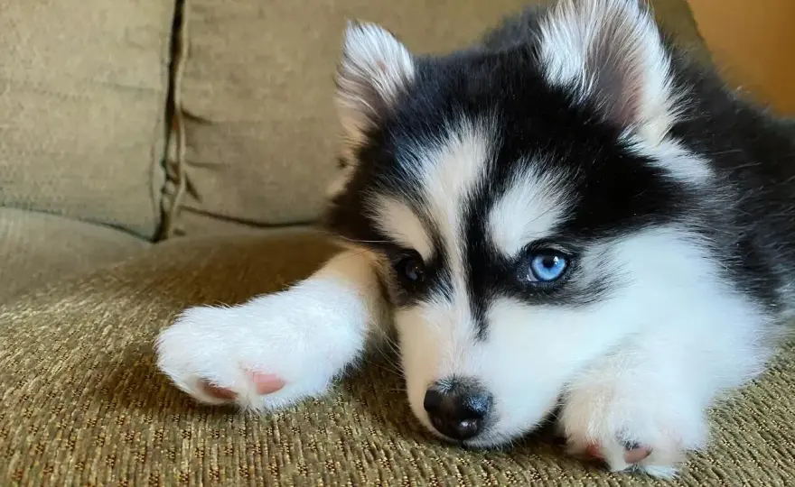 Husky miniaturka - co to naprawdę za pies?
