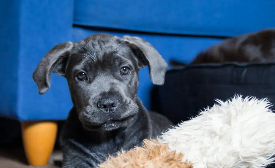 Niebieskie umaszczenie cane corso - Czy to tylko kolor? Poznaj fakty