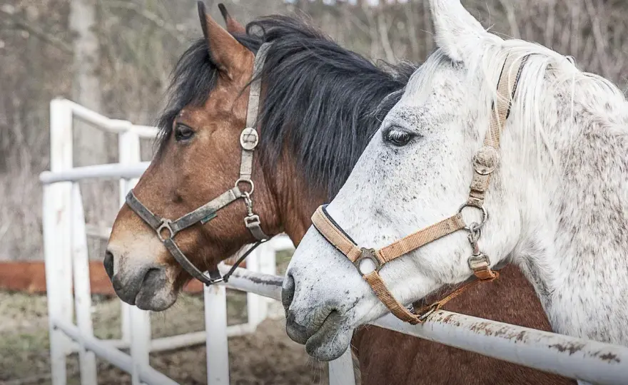 Ile kosztuje weterynarz dla konia? Zaskakujące ceny i porady na przyszłość