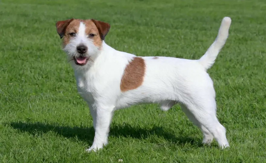 Jack Russell terrier - charakter i potrzeby - Czy to pies dla Ciebie?