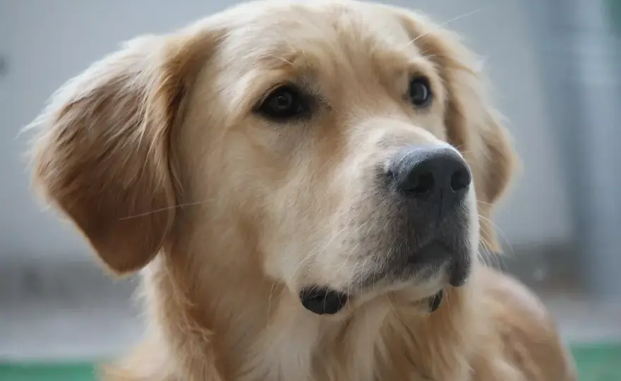 Kolory golden retrievera - Od kremu po złoto. Co mówi wzorzec?