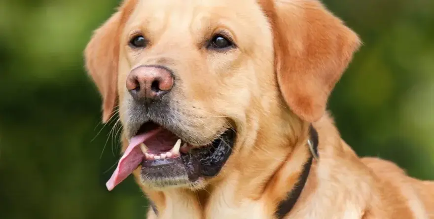 Jaką obrożę dla golden retrievera wybrać, aby zapewnić komfort?