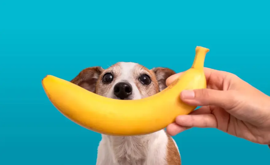 Banan dla psa - Czy jest bezpieczny i ile można go podać?