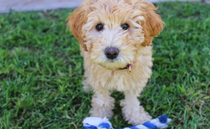 Labradoodle cena - Ile kosztuje szczeniak i na co uważać?