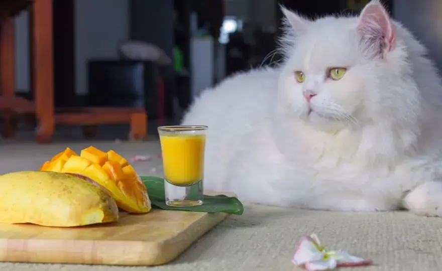 Czy koty mogą jeść mango? Sprawdź, jakie mogą być skutki zdrowotne