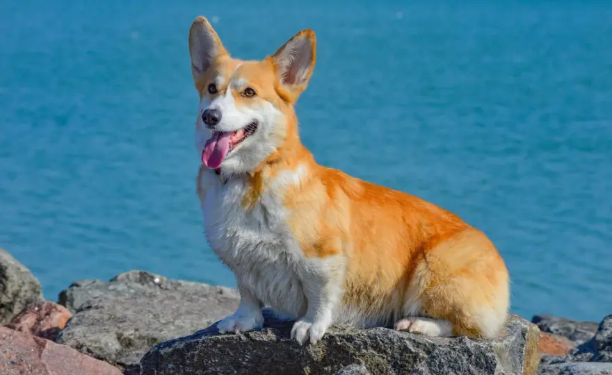 Charakter corgi - Jaki jest naprawdę? Poznaj różnice i wymagania