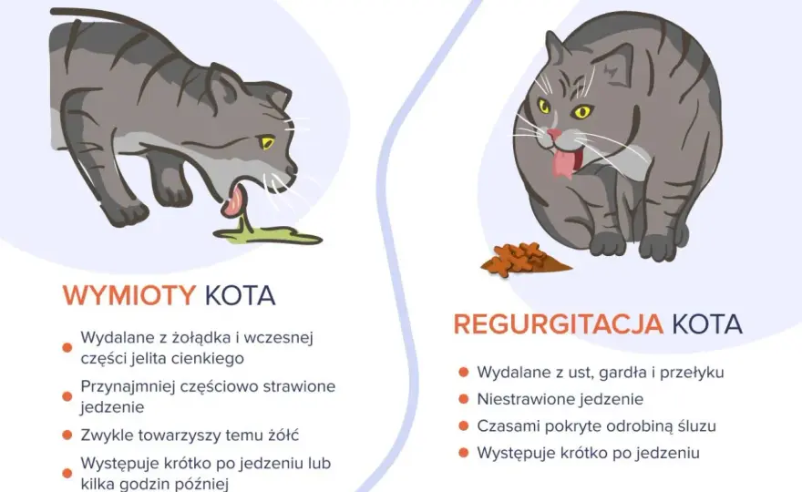 Kot wymiotuje - Kiedy martwić się i co robić?