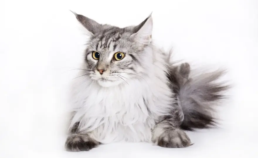 Maine Coon waga - Ile waży dorosły kot i jak ocenić sylwetkę?