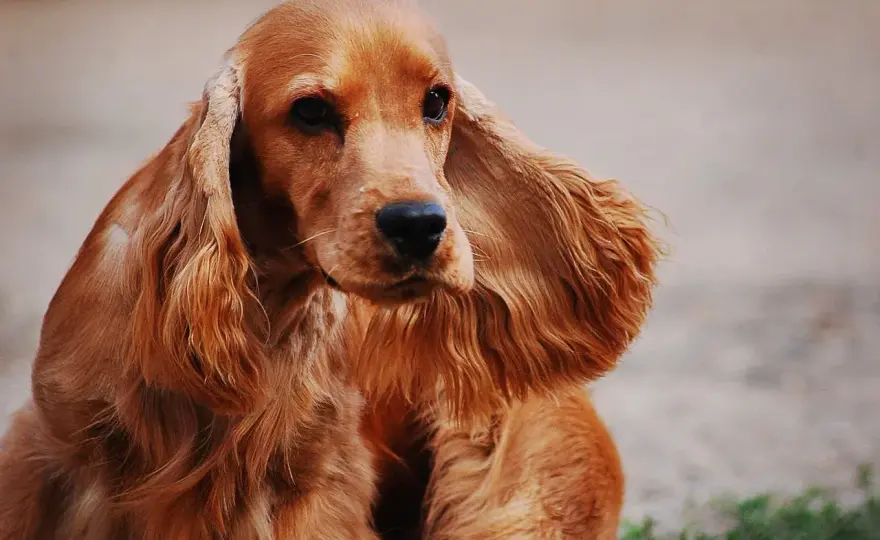 Cocker spaniel - charakter, zdrowie i pielęgnacja. Co warto wiedzieć?