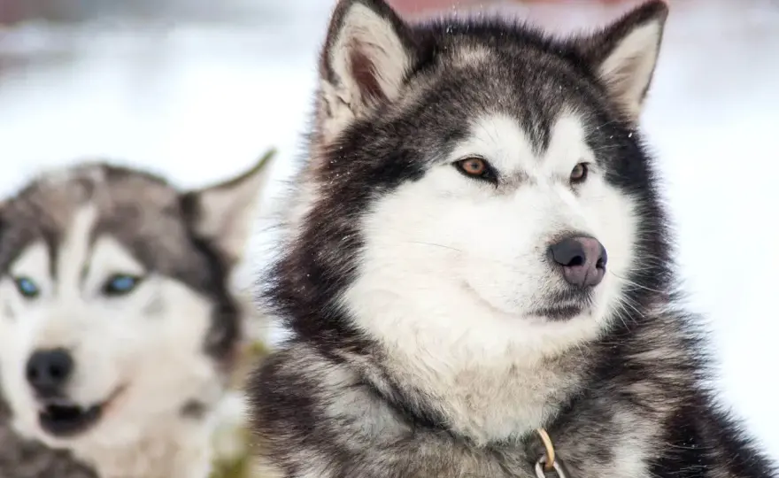 Husky długowłosy - czy to osobna rasa? Poznaj fakty i pielęgnację