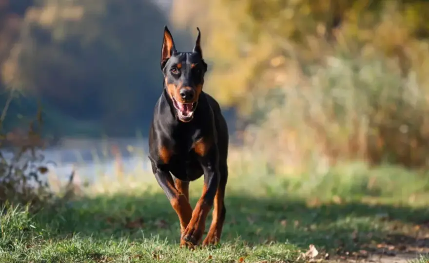 Doberman - charakter, szkolenie i zdrowie tej rasy