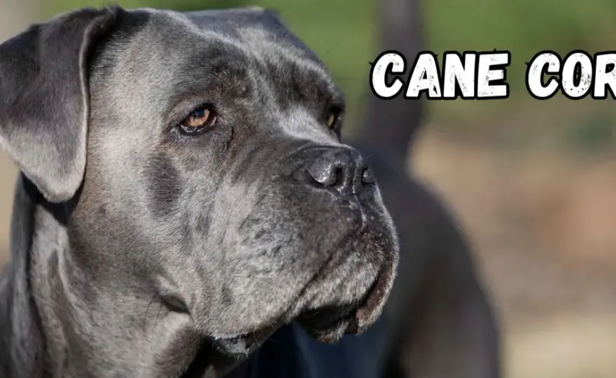 Cane corso - Jaki naprawdę ma charakter i jak go wychować?