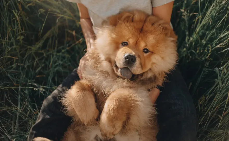Chow chow cena - Ile naprawdę kosztuje szczeniak i utrzymanie?