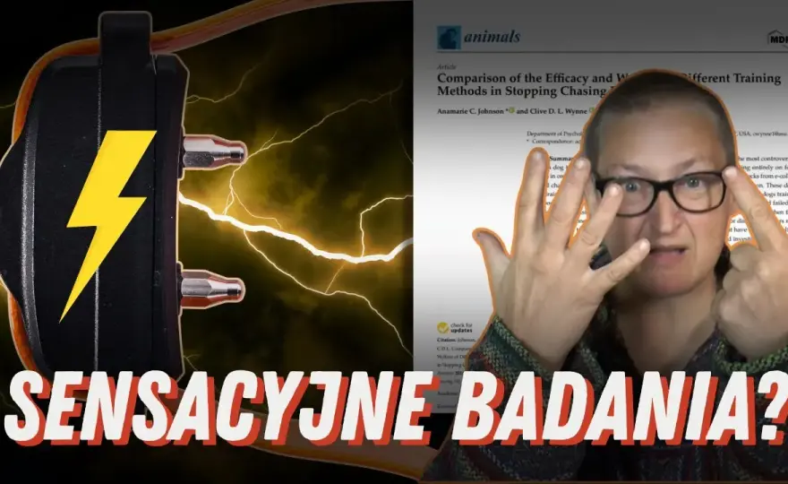 Czy obroża elektryczna jest legalna? Kontrowersje i skutki użycia