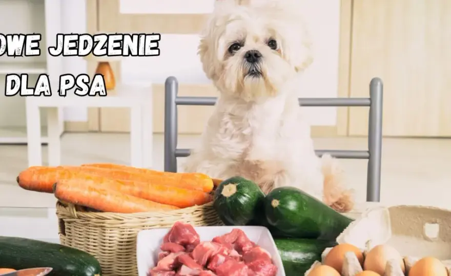 Gotowane posiłki dla psa - Jak robić to dobrze? Przepisy i zasady