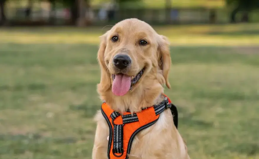 Obroża czy szelki dla golden retrievera - co wybrać, by uniknąć problemów?