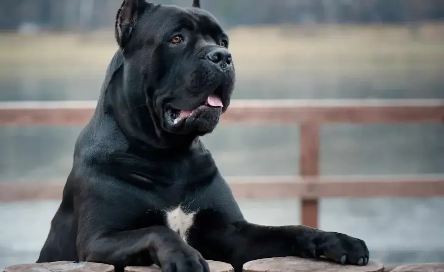 Największy cane corso - ile waży i kiedy rozmiar szkodzi?