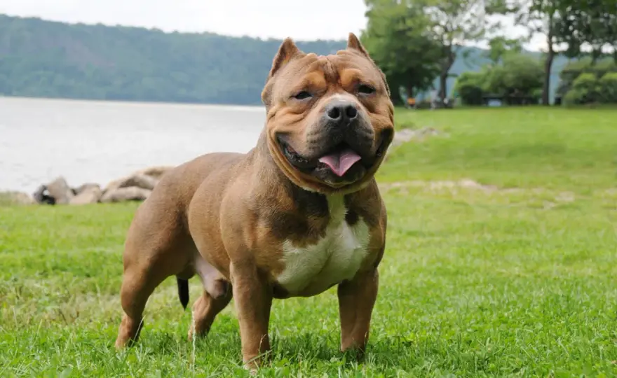 American Bully wzorzec - Jak odróżnić typ rasy od wad budowy?
