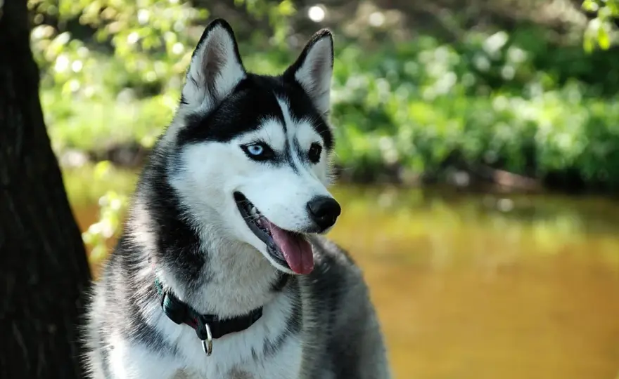 Husky syberyjski - uroda to nie wszystko. Poznaj potrzeby tej rasy