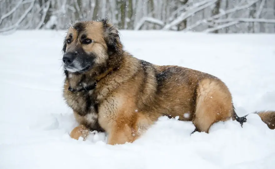 Leonberger - ile kosztuje szczeniak i jego utrzymanie?