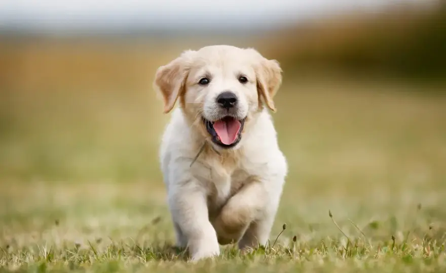 Golden retriever miniaturka - czy ta rasa istnieje? Poznaj prawdę