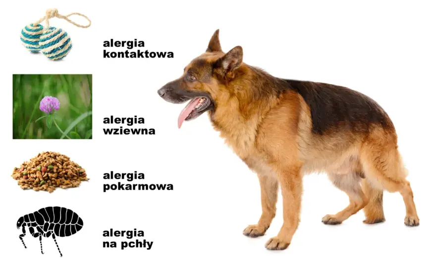 Pies się drapie - Alergia, pchły czy infekcja? Sprawdź, jak pomóc