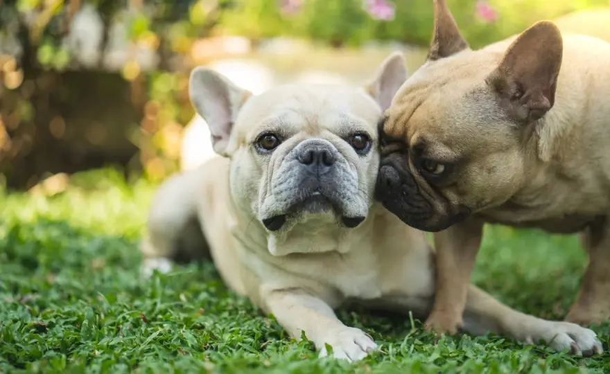 Dorosły buldog francuski - Jak dbać o jego zdrowie i wagę?