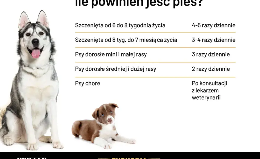 Ile karmy dla szczeniaka - Tabela dawkowania i najczęstsze błędy