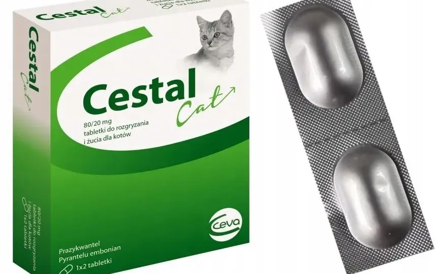Jak skutecznie odrobaczyć kota - najlepsze metody i preparaty