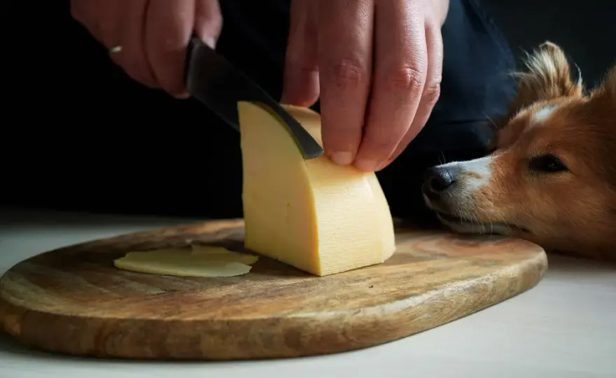 Czy pies może jeść ser camembert? Ryzyka zdrowotne i alternatywy