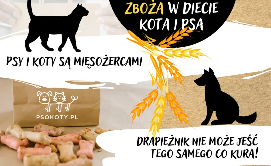 Czy pies może jeść zboże? Dowiedz się, co jest bezpieczne dla psa