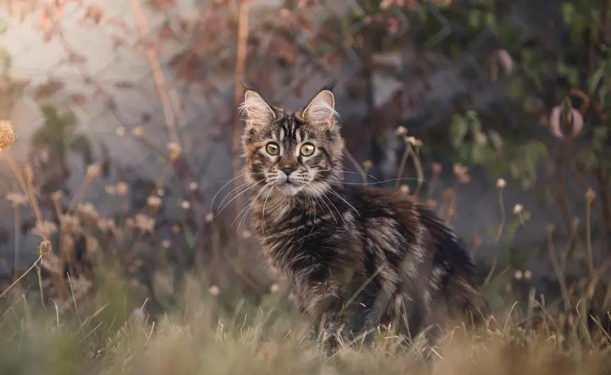 Ile żyje Maine Coon - Jak zapewnić mu długie i zdrowe życie?