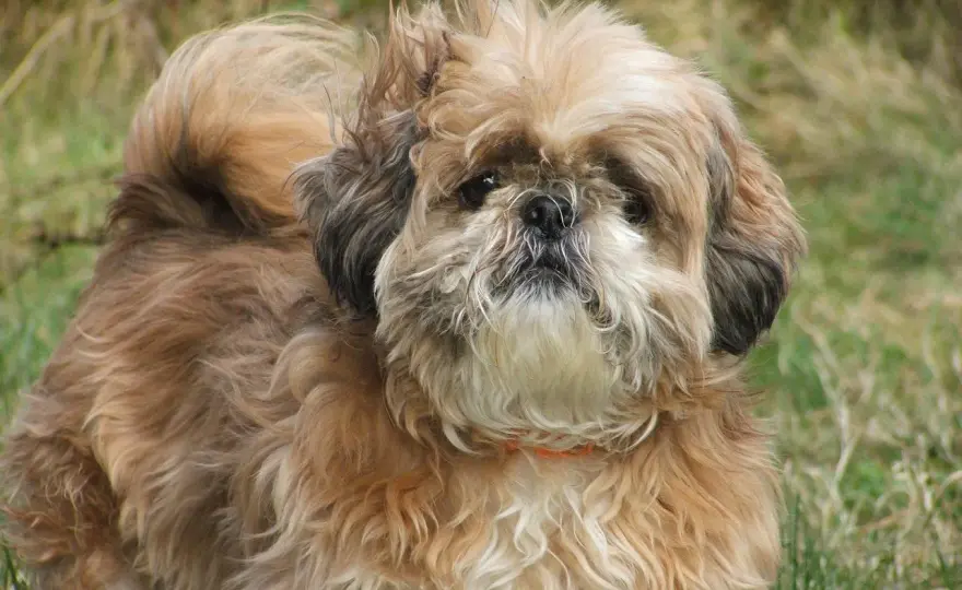 Odmiany shih tzu - Czy mini i imperial istnieją? Poznaj fakty