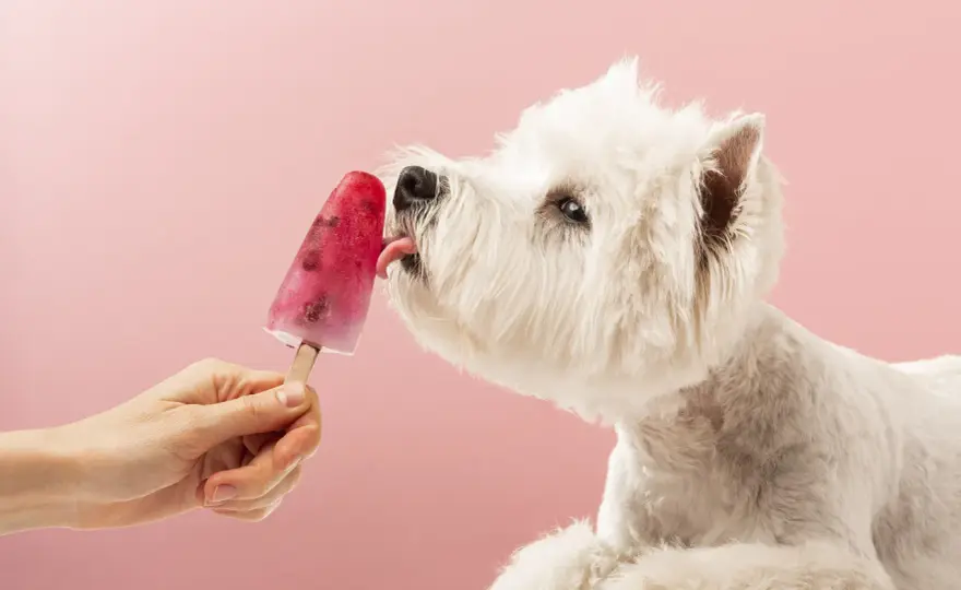 Czy pies może jeść lody śmietankowe? Sprawdź, co może mu zaszkodzić