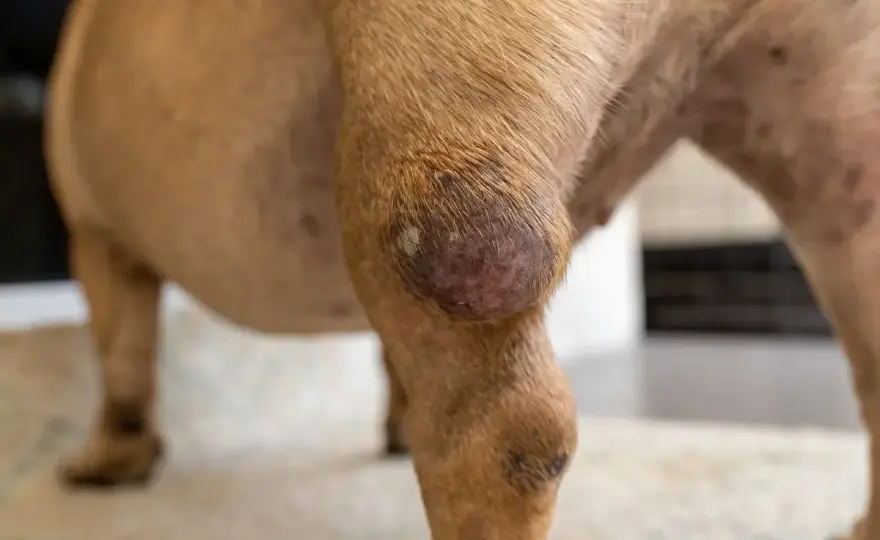 Mastocytoma u psa - Czy to tylko guzek? Sprawdź!