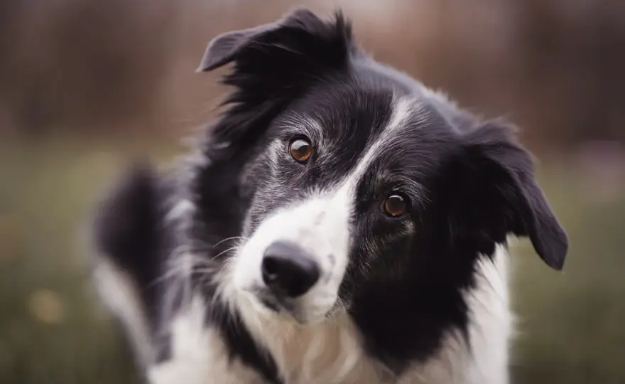 Ile kosztuje border collie - Cena szczeniaka i koszty utrzymania