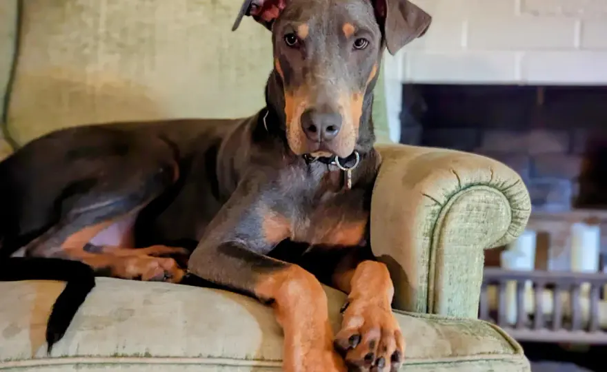 Niebieski doberman - Rzadki kolor czy problem ze zdrowiem?