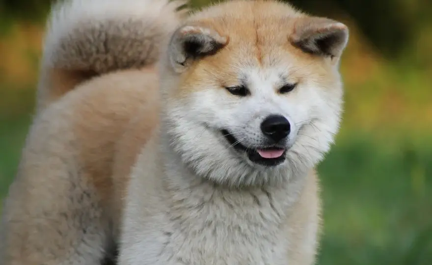 Akita Inu - Prawdziwy charakter i wychowanie. Czy to pies dla Ciebie?