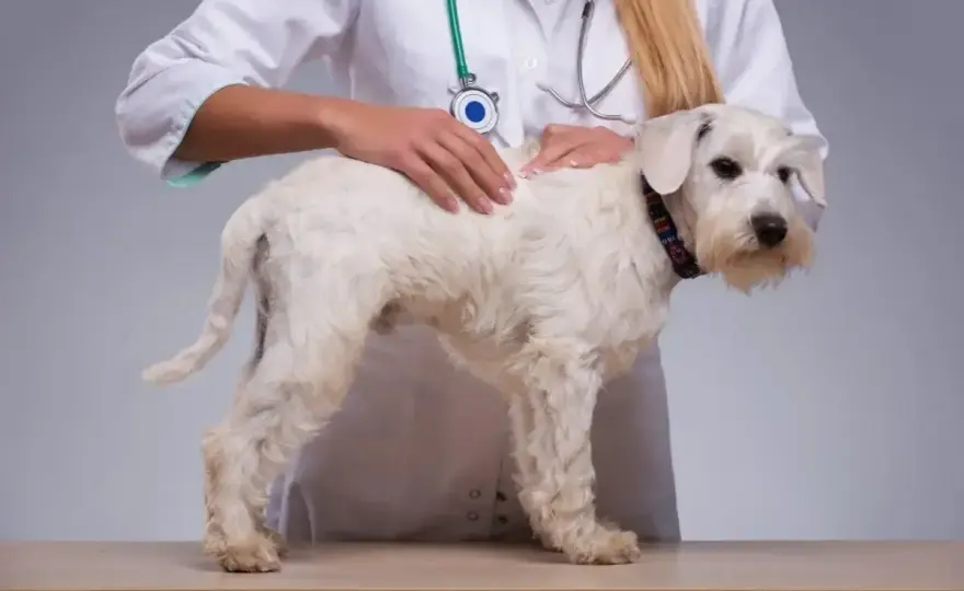 Implant hormonalny u psa i kota - kiedy warto go wybrać?