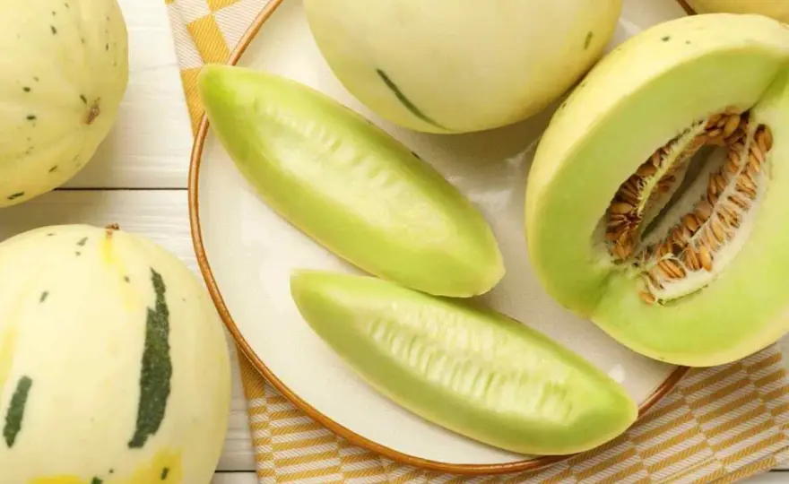 Czy pies może jeść melona? Bezpieczne zasady i zdrowe korzyści