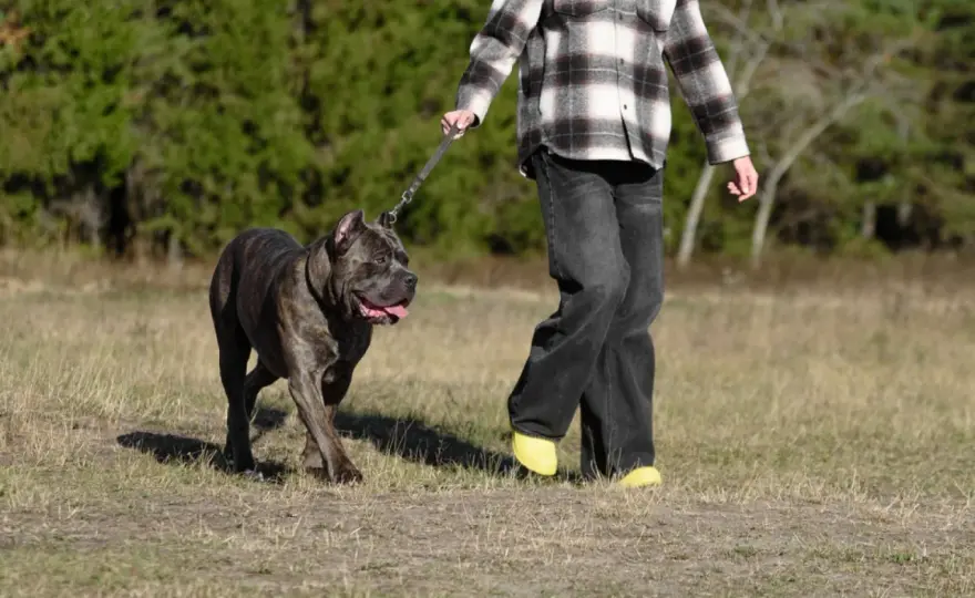 Relacja cane corso z człowiekiem - Jak mądrze budować więź?