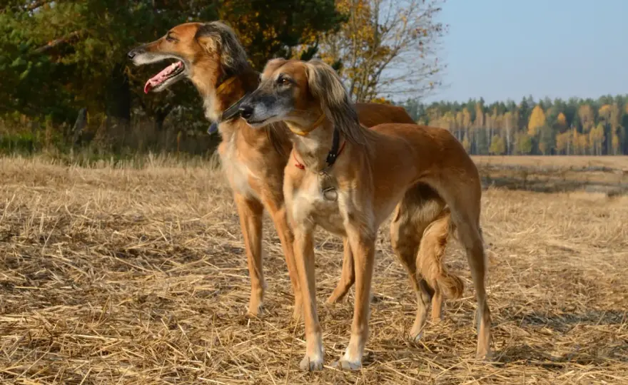 Ogar polski - charakter, ruch i opieka nad rasą