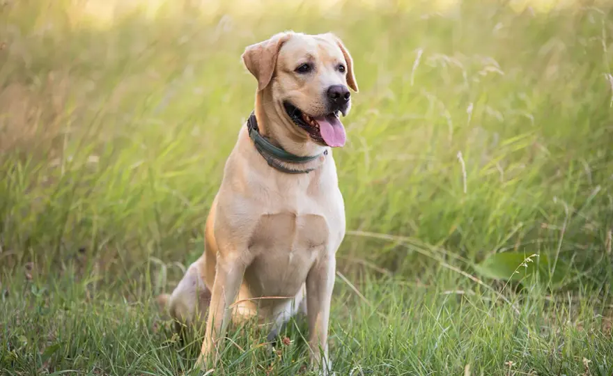 Labrador cena - Ile naprawdę kosztuje szczeniak i utrzymanie?